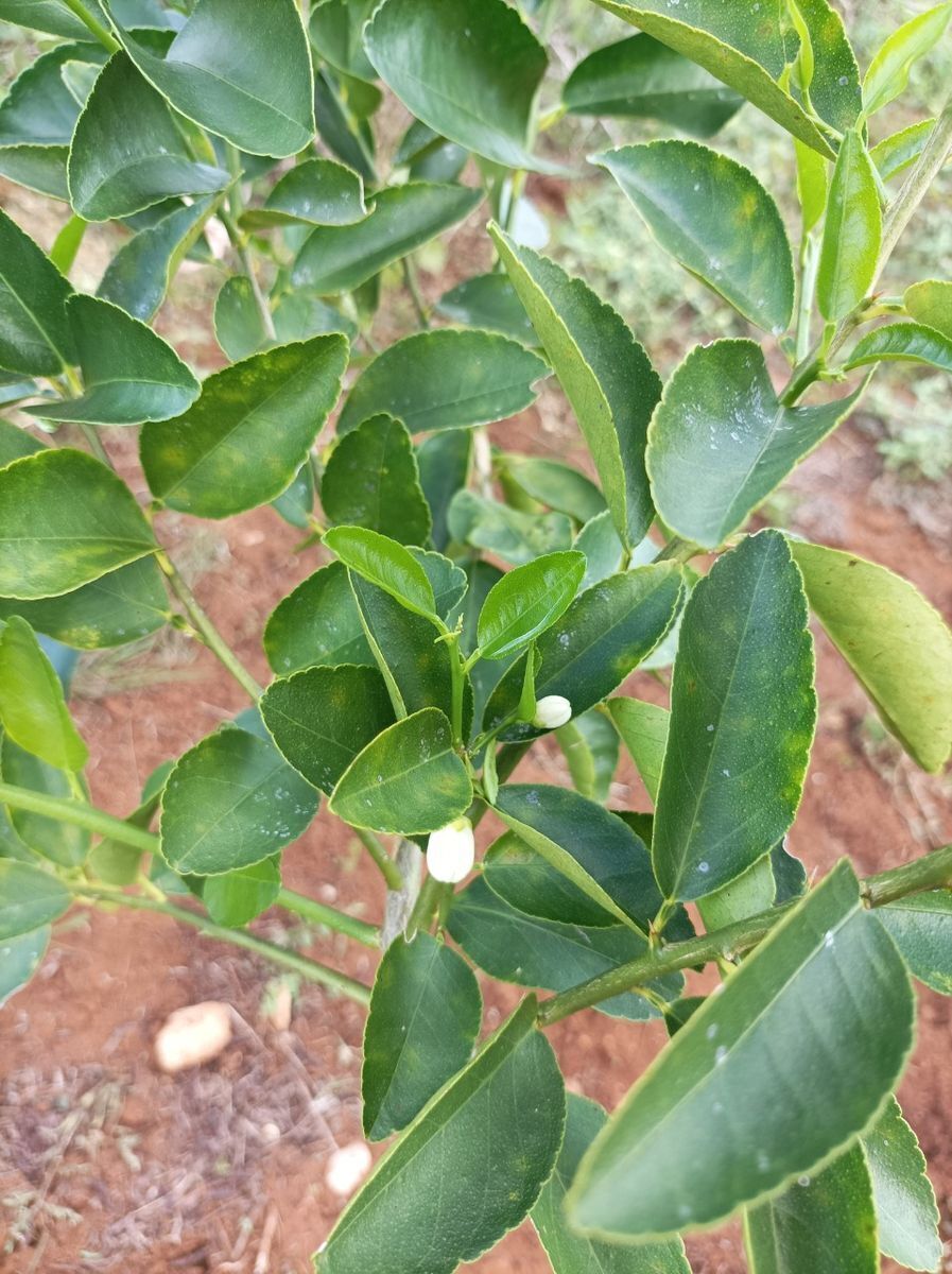 34 de 34