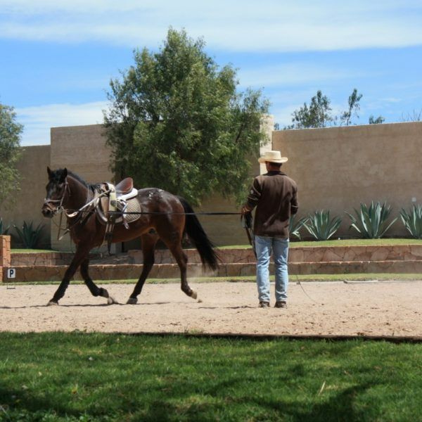 12 of 19: Enjoy the equestrian Center!