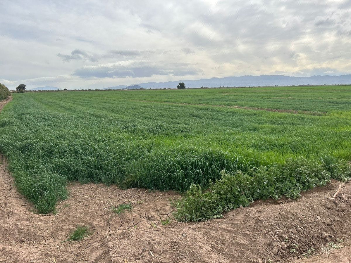 Se Venden 22 Hectareas de Terreno Ejido Sinaloa