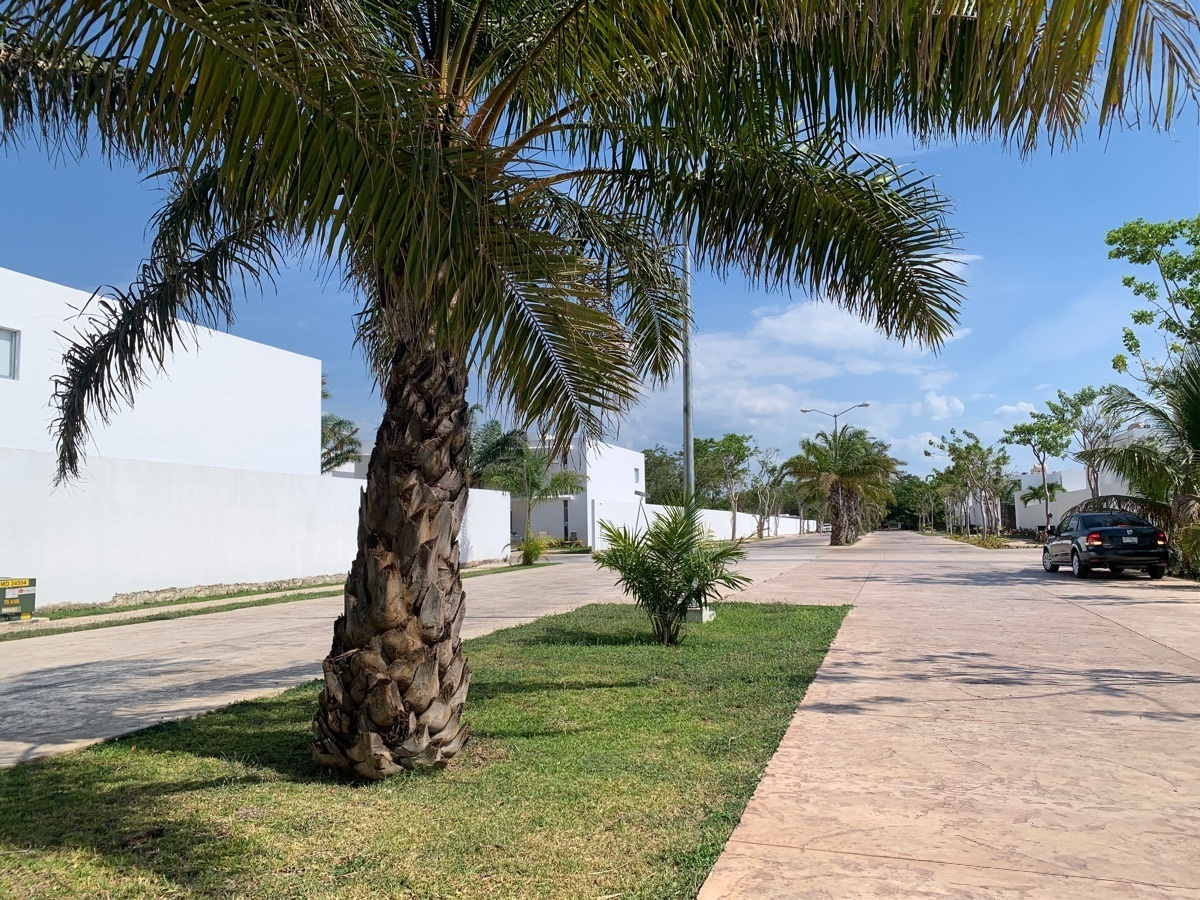 12 of 12: Avenida dentro de la privada