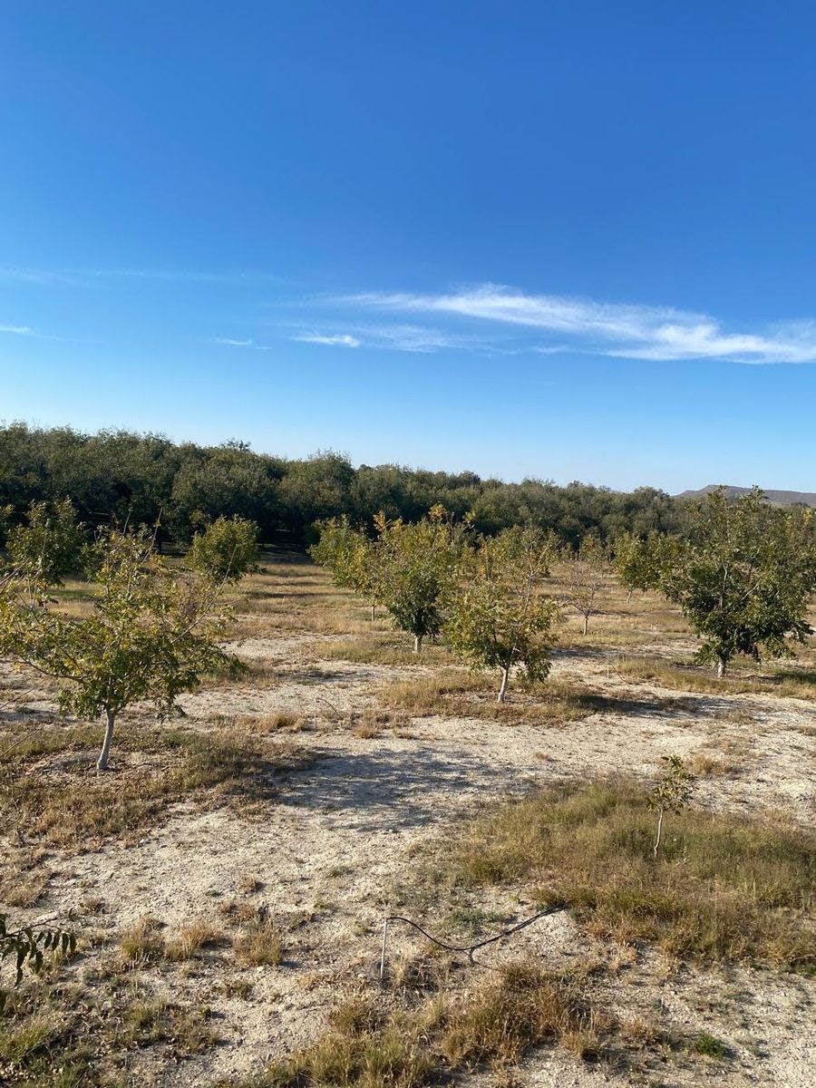 Terreno en Venta Parras Coahuila