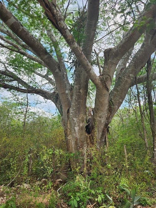 4 de 9: Un árbol de Guanacaste o paroda dentro del predio