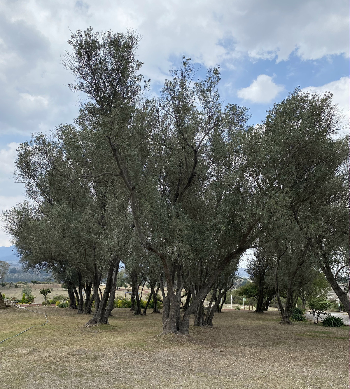 15 de 32: Pequeño bosque de olivos A