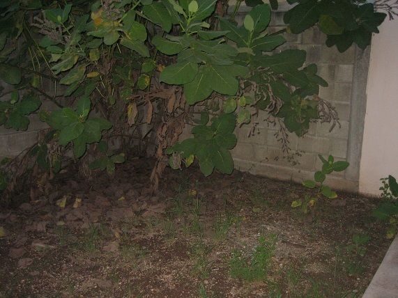 Casa en condominio en Villa California, Tlajomulco de Zúñiga, foto 20 de 27