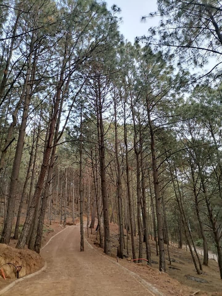Terreno en Venta en Mazamitla - foto 1