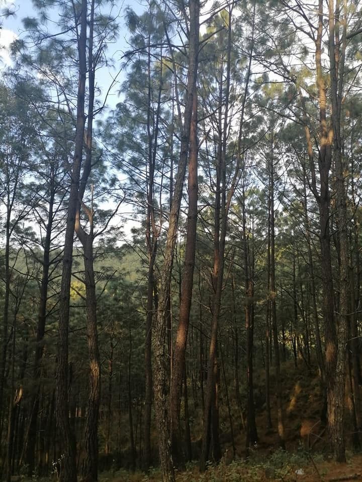 Terreno en Venta en Mazamitla - foto 3