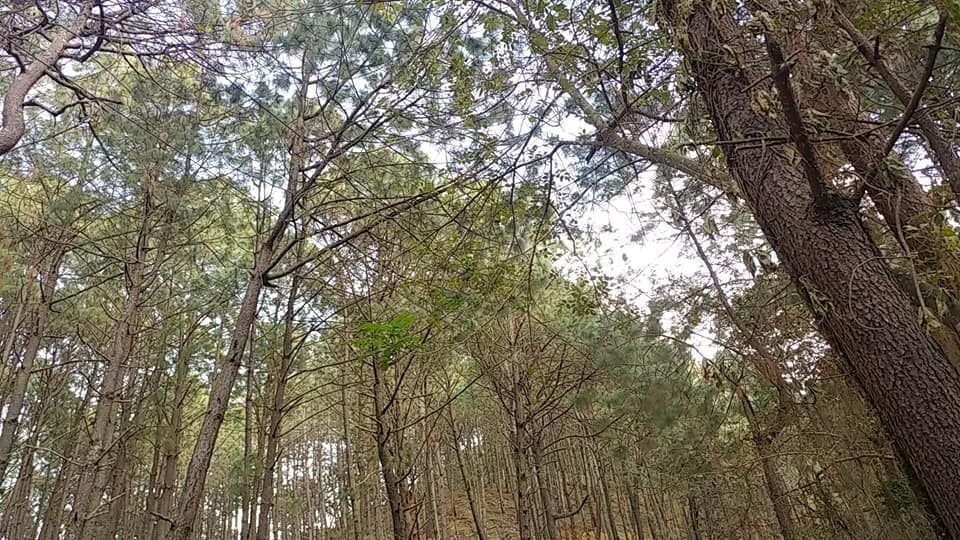 Terreno en Venta en Mazamitla - foto 5