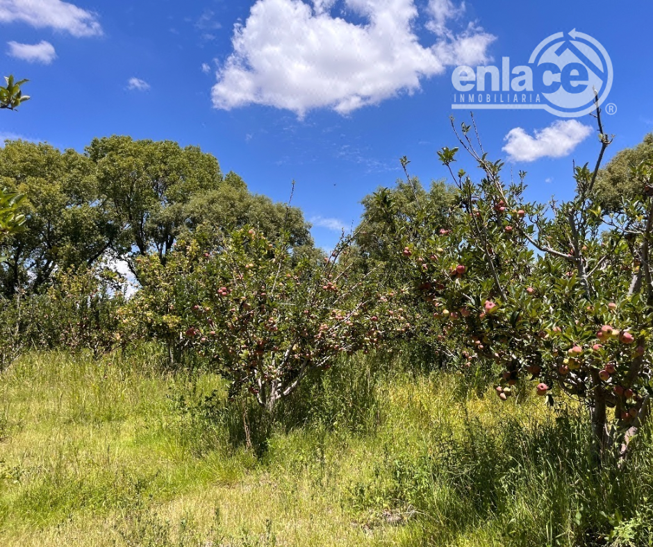 Venta de Huerta con 20 hectáreas de manzanos