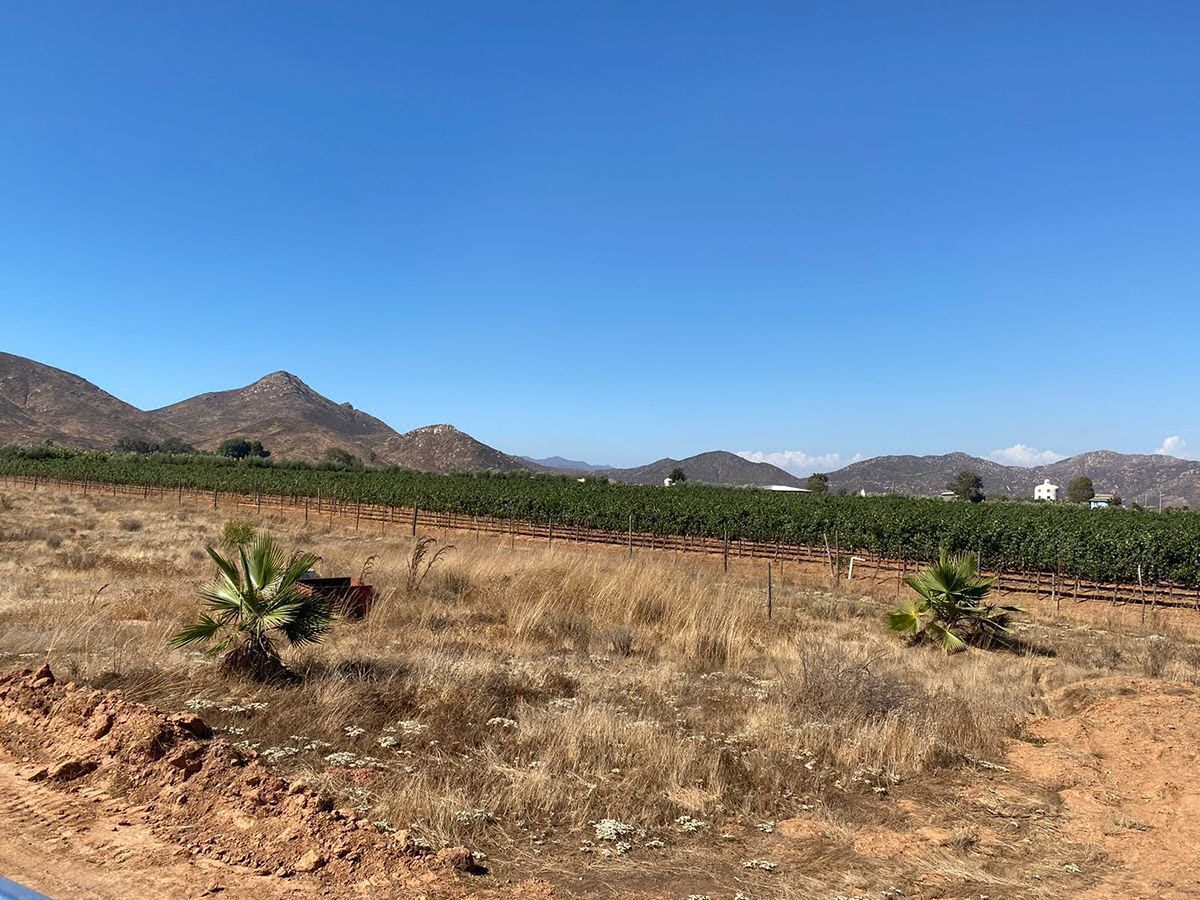 Terreno en Venta en Valle de Guadalupe Frente a Viñedo