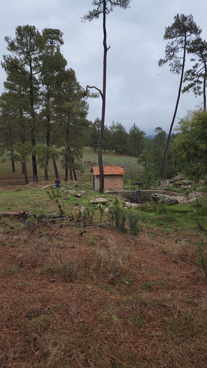 37 de 49: OJO DE AGUA 1 HECTAREA EN LA PARTE BAJA DEL CERRO