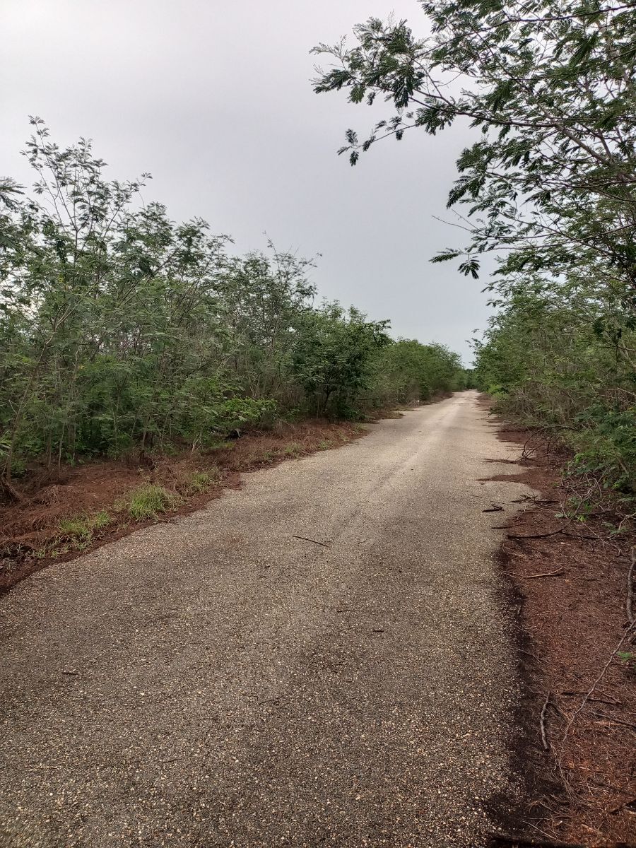 3 de 8: Calle donde se encuentra el lote en venta.