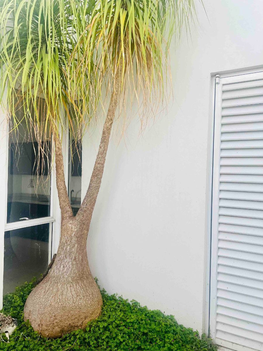 Casa en condominio en Punta Esmeralda, Corregidora, foto 22 de 29