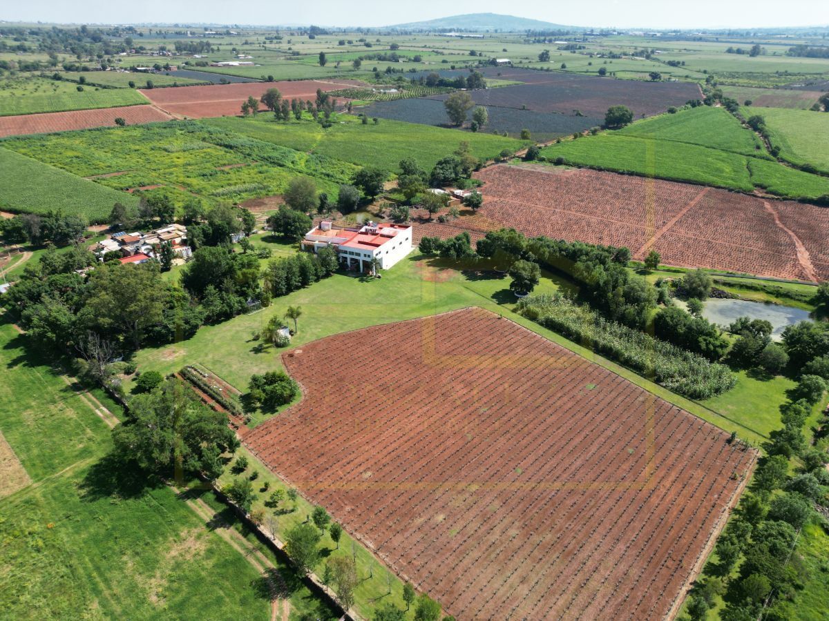 plantación de agave