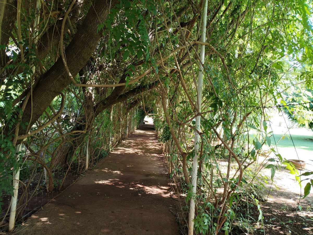 21 de 22: Túnel de árboles