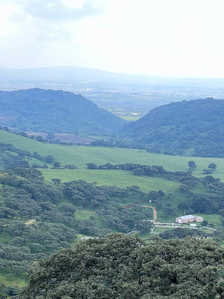 4 de 8