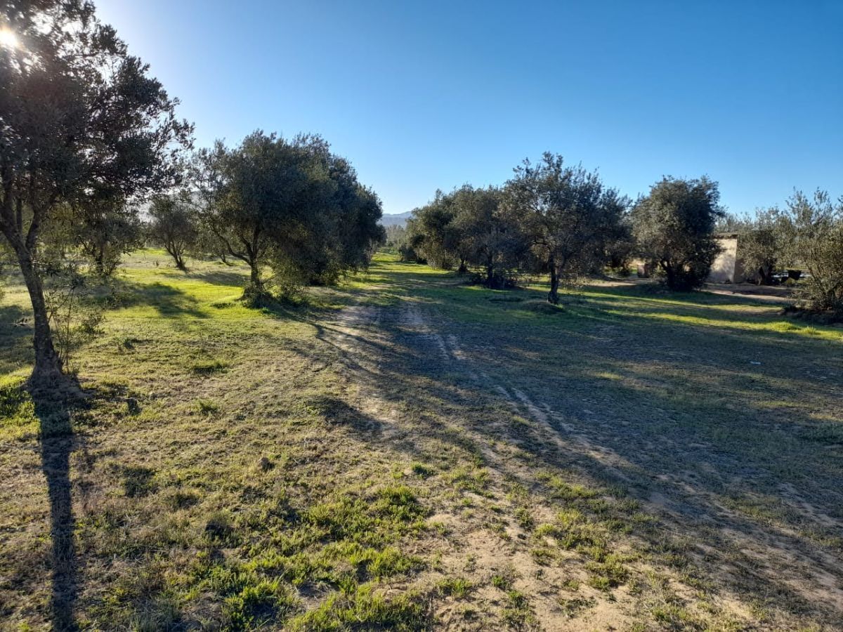 Terreno Colindante con Vinícola El Cielo, Valle de Guadalupe