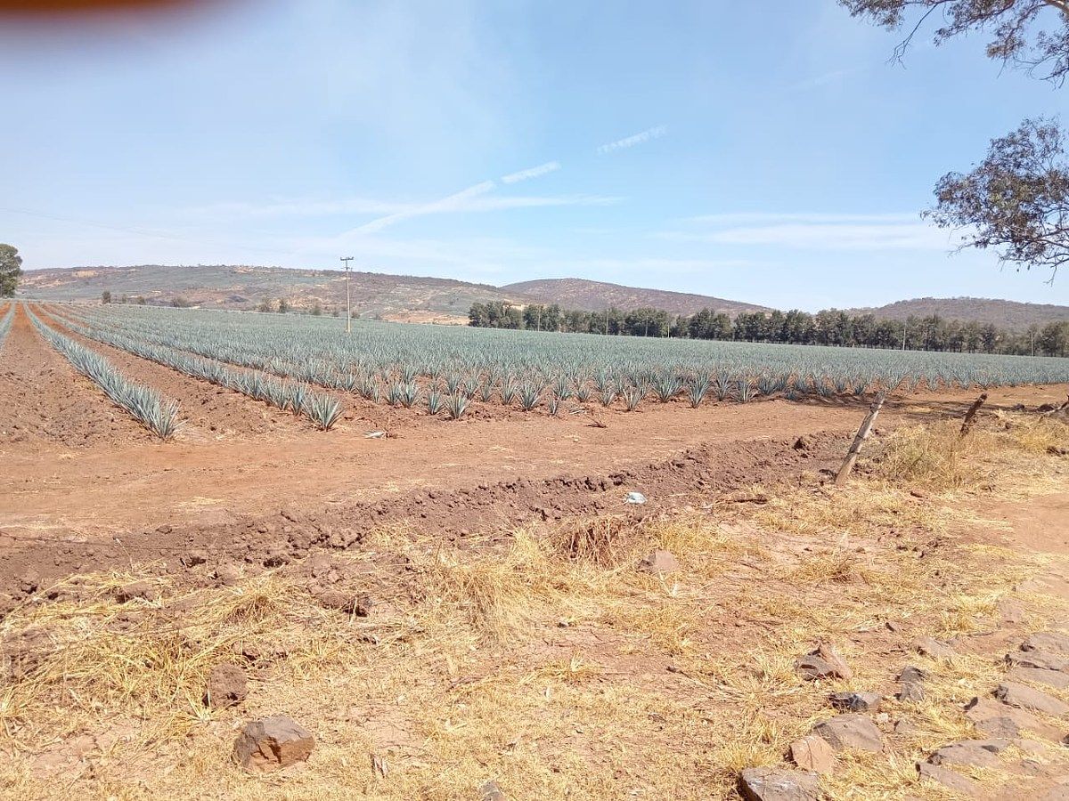 Lot in Tototlan Centro, Tototlán, photo 13 of 19