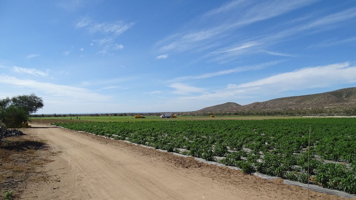 Terreno Palmarito