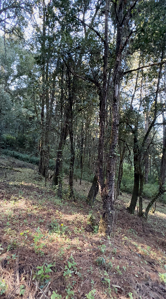 Terreno comercial en Cerro Gordo, Valle de Bravo, foto 3 de 11
