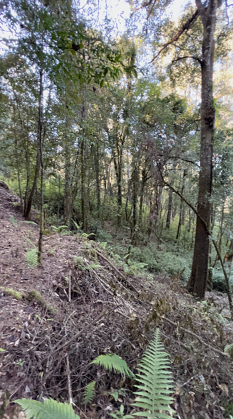 Terreno comercial en Cerro Gordo, Valle de Bravo, foto 6 de 11