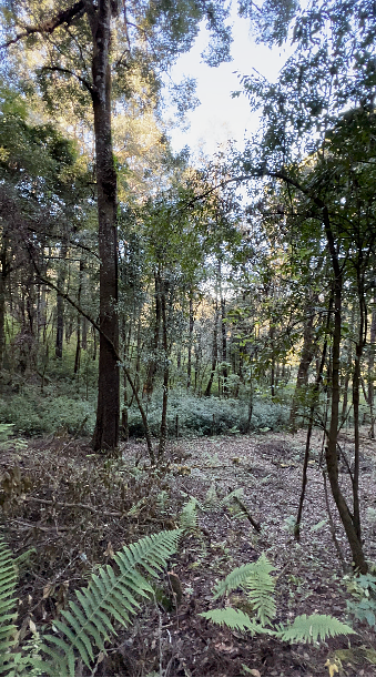 Terreno comercial en Cerro Gordo, Valle de Bravo, foto 7 de 11