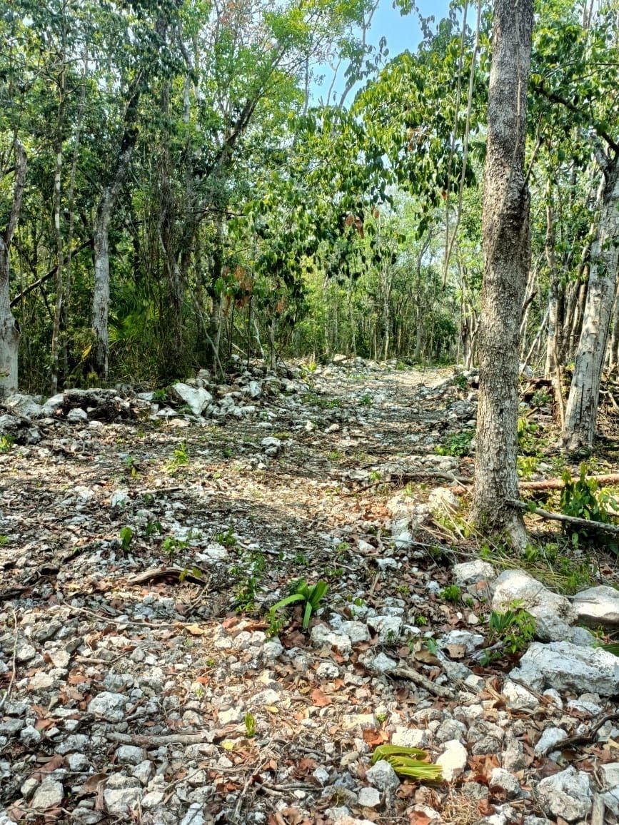 Lot in Coba, Tulum, photo 4 of 12