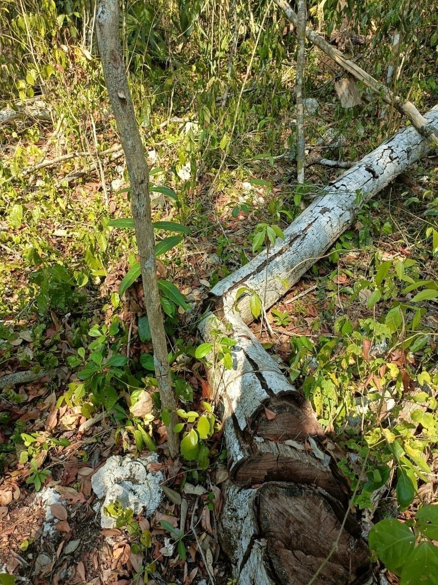 Lot in Coba, Tulum, photo 2 of 12