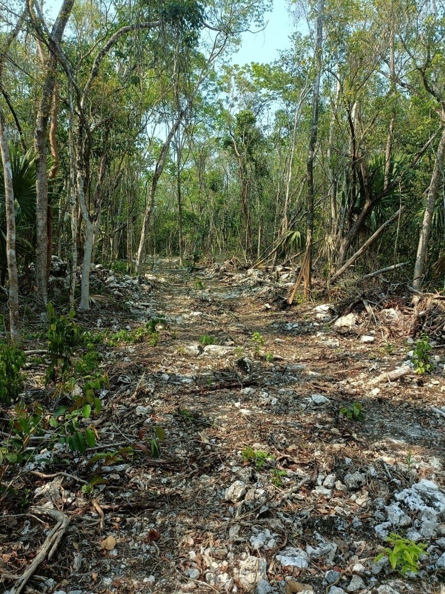 Lot in Coba, Tulum, photo 11 of 12