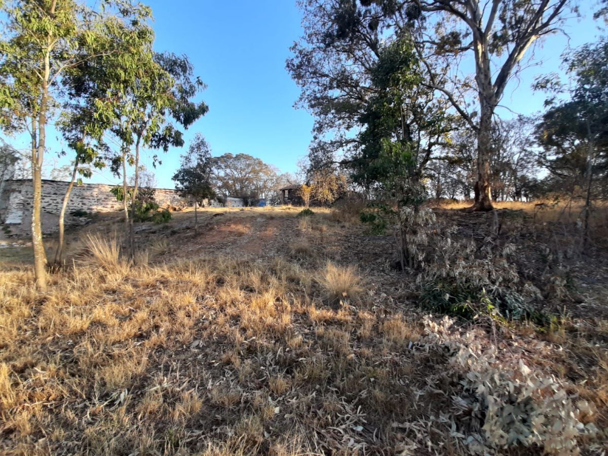 4 de 23: zonas arboladas