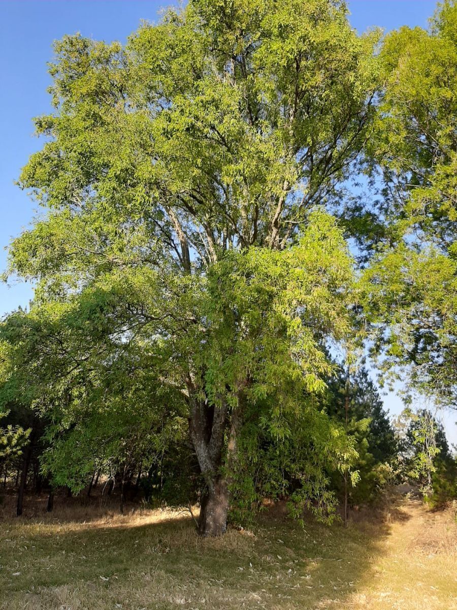 18 de 23: zona de madroños, y encinos