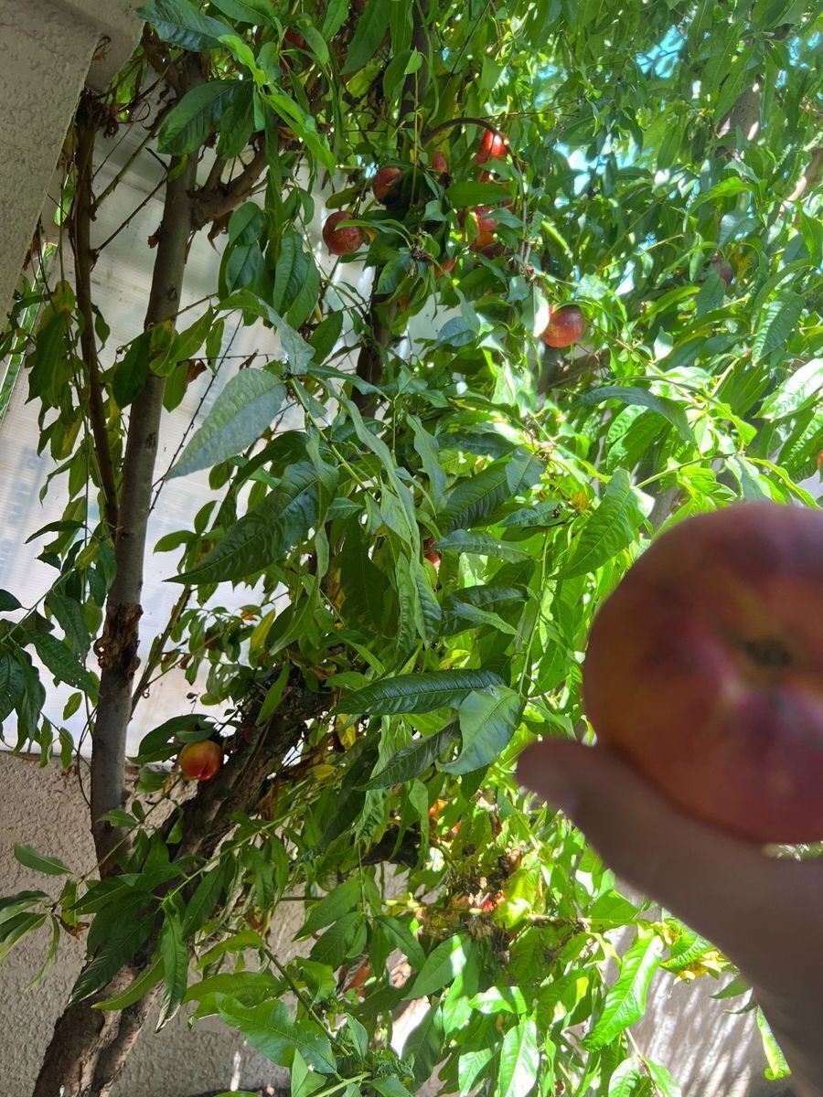 2 of 50: Árbol de nectarinas