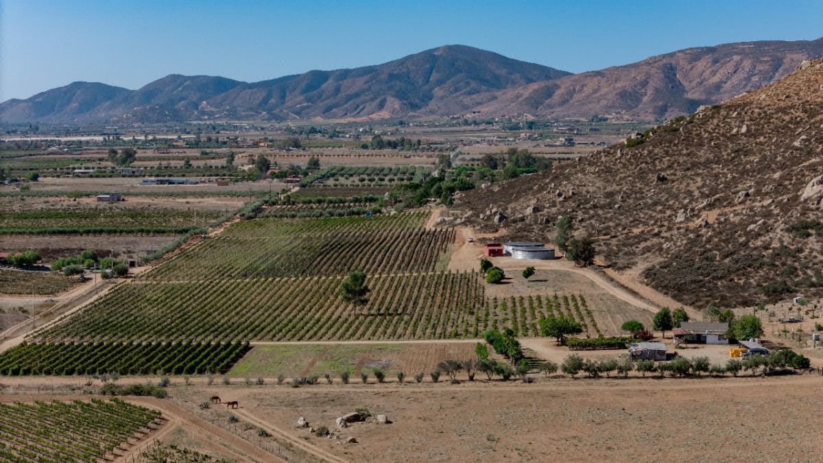 Hermoso viñedo en el corazón del Valle de Guadalupe