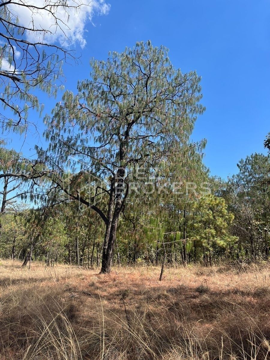 Terreno en Venta en Mazati Tapalpa - foto 2