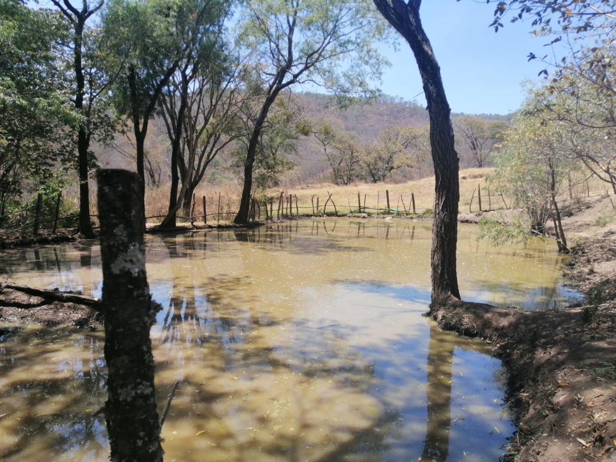 Terreno en Venta en Mazamitla - foto 5