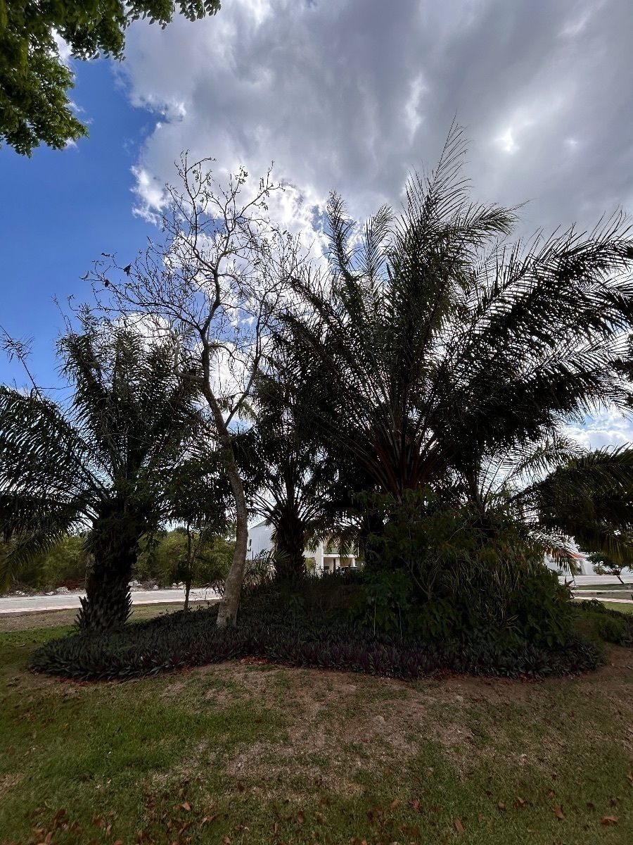 Lot in La Rejoyada, Mérida, photo 12 of 19