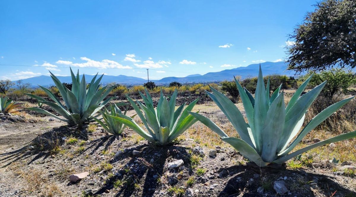 3 of 6: Agave as far as the eyes can see