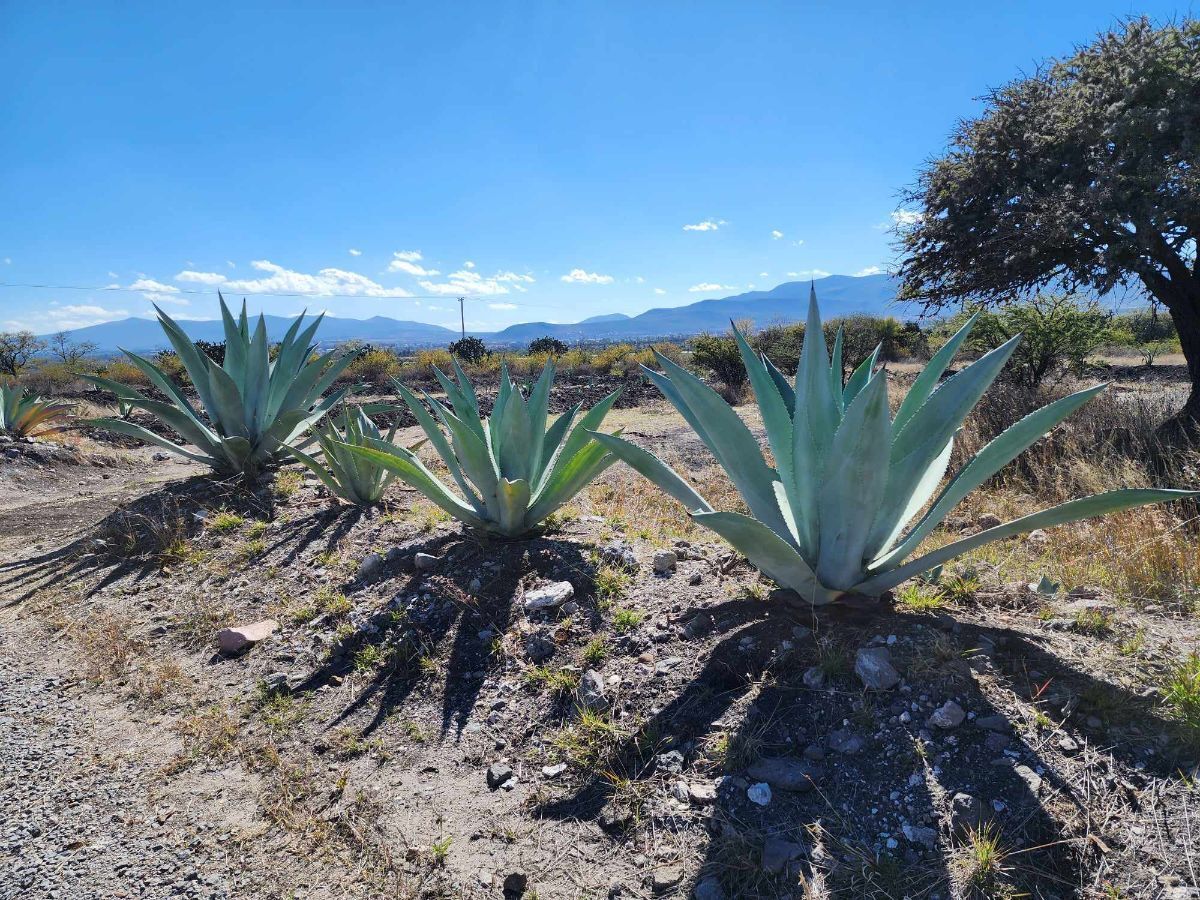 3 of 5: Agave as far as the eye can see