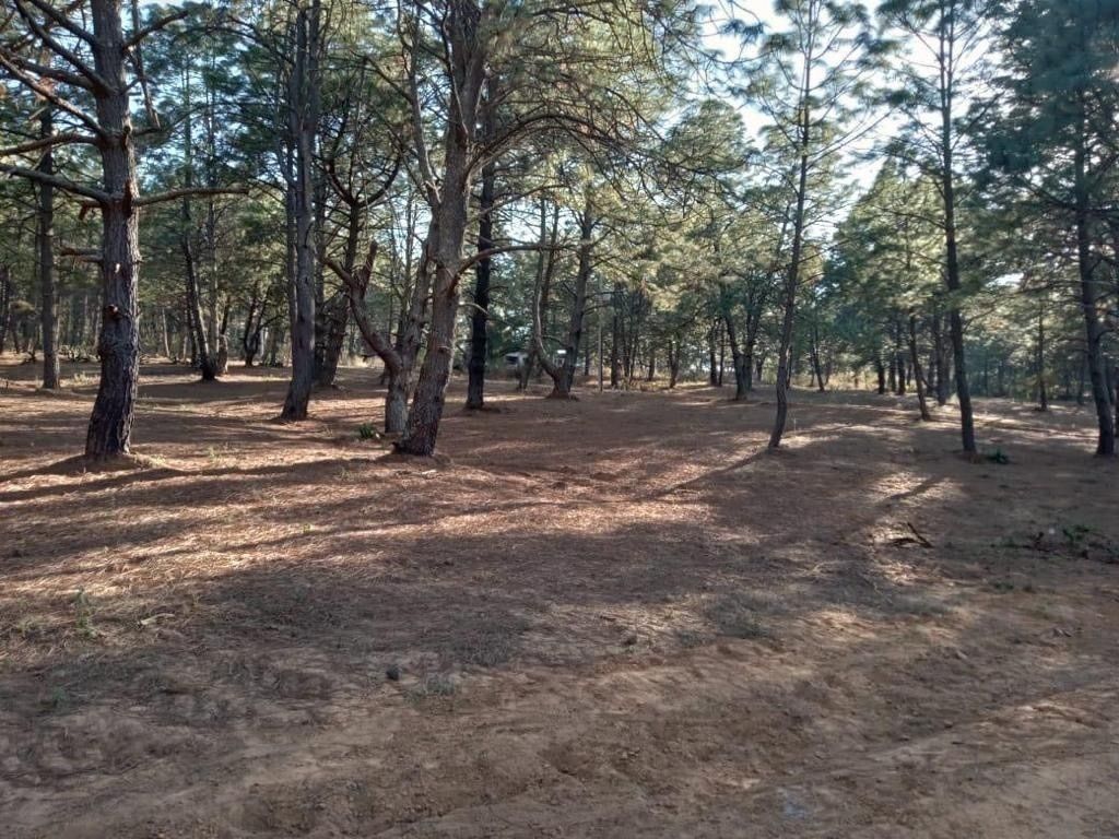 Lotes en venta