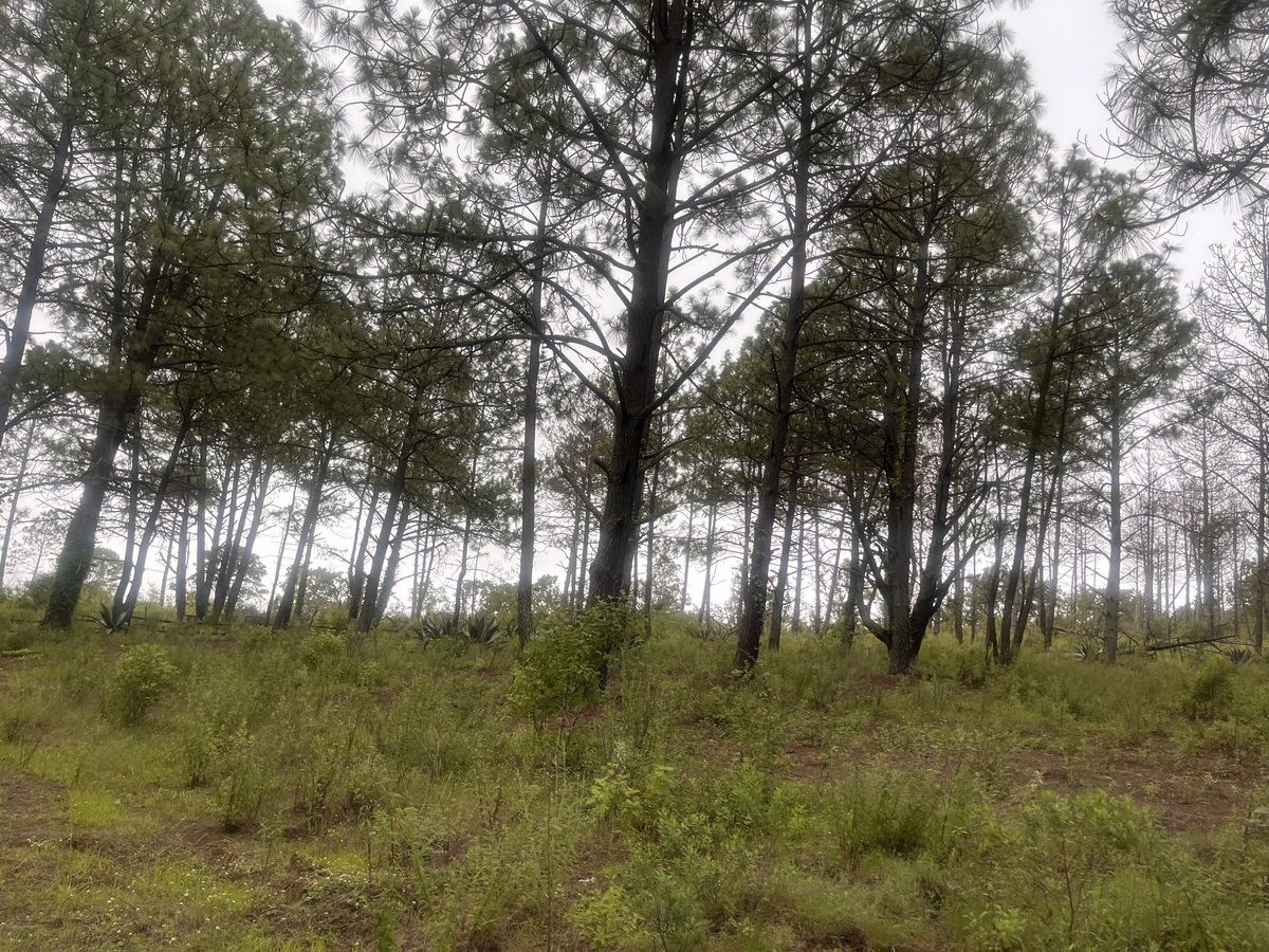 Terreno en Tapalpa, Tapalpa, foto 16 de 27