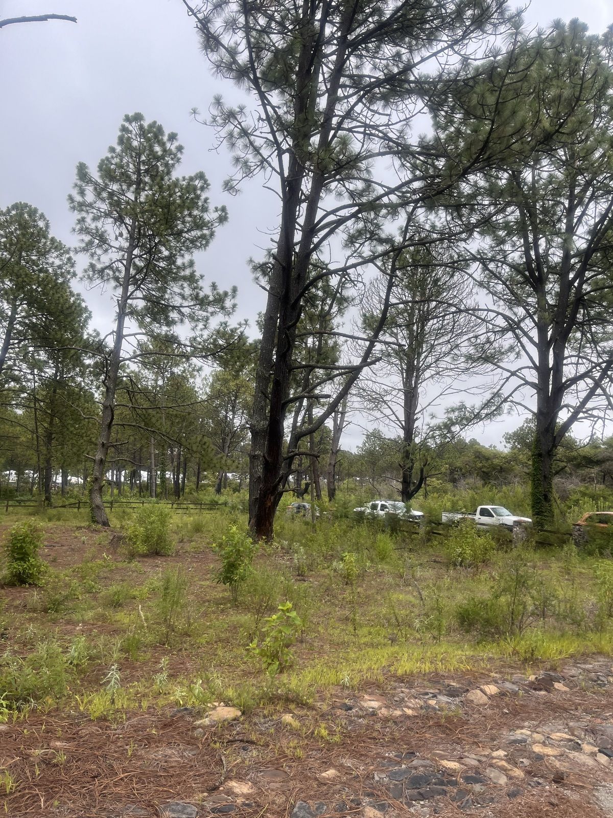 Terreno en Tapalpa, Tapalpa, foto 17 de 27