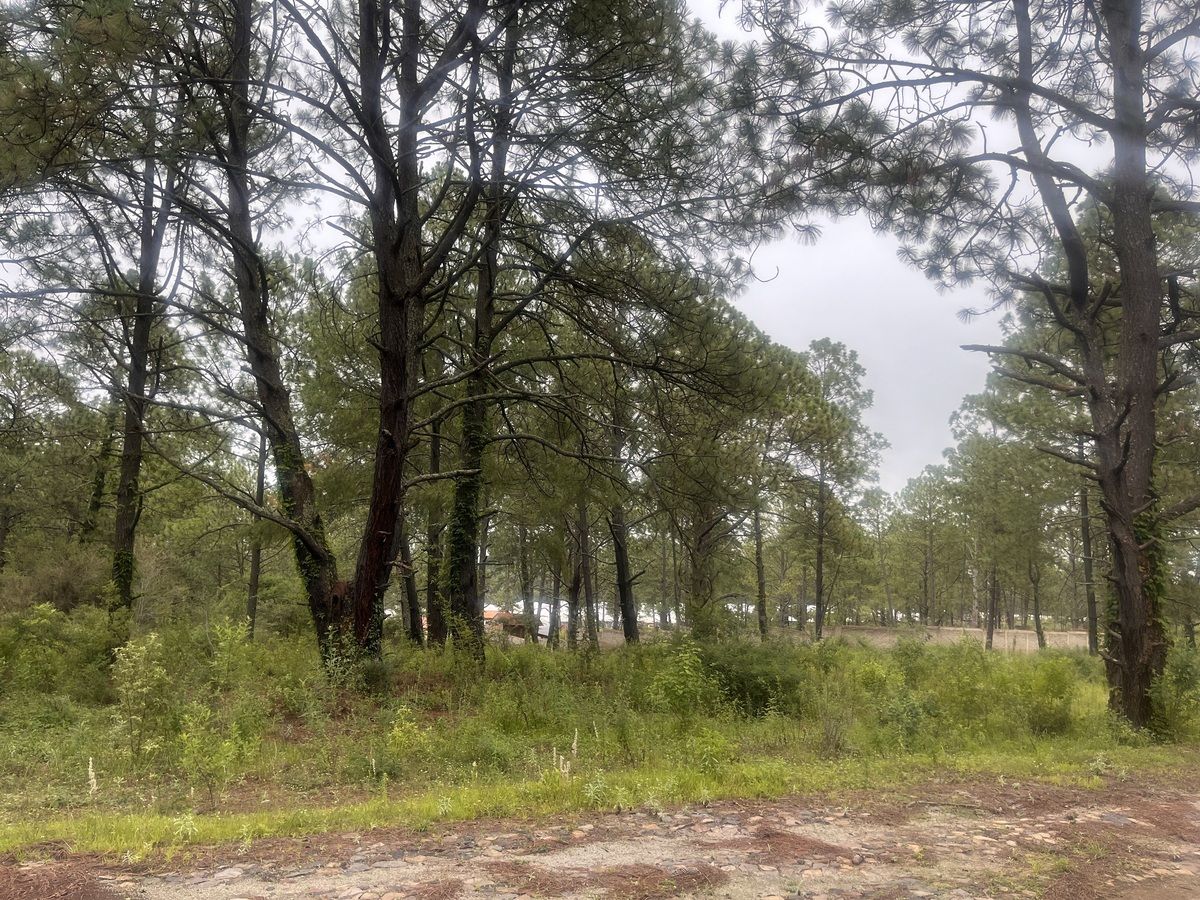 Terreno en Tapalpa, Tapalpa, foto 18 de 27