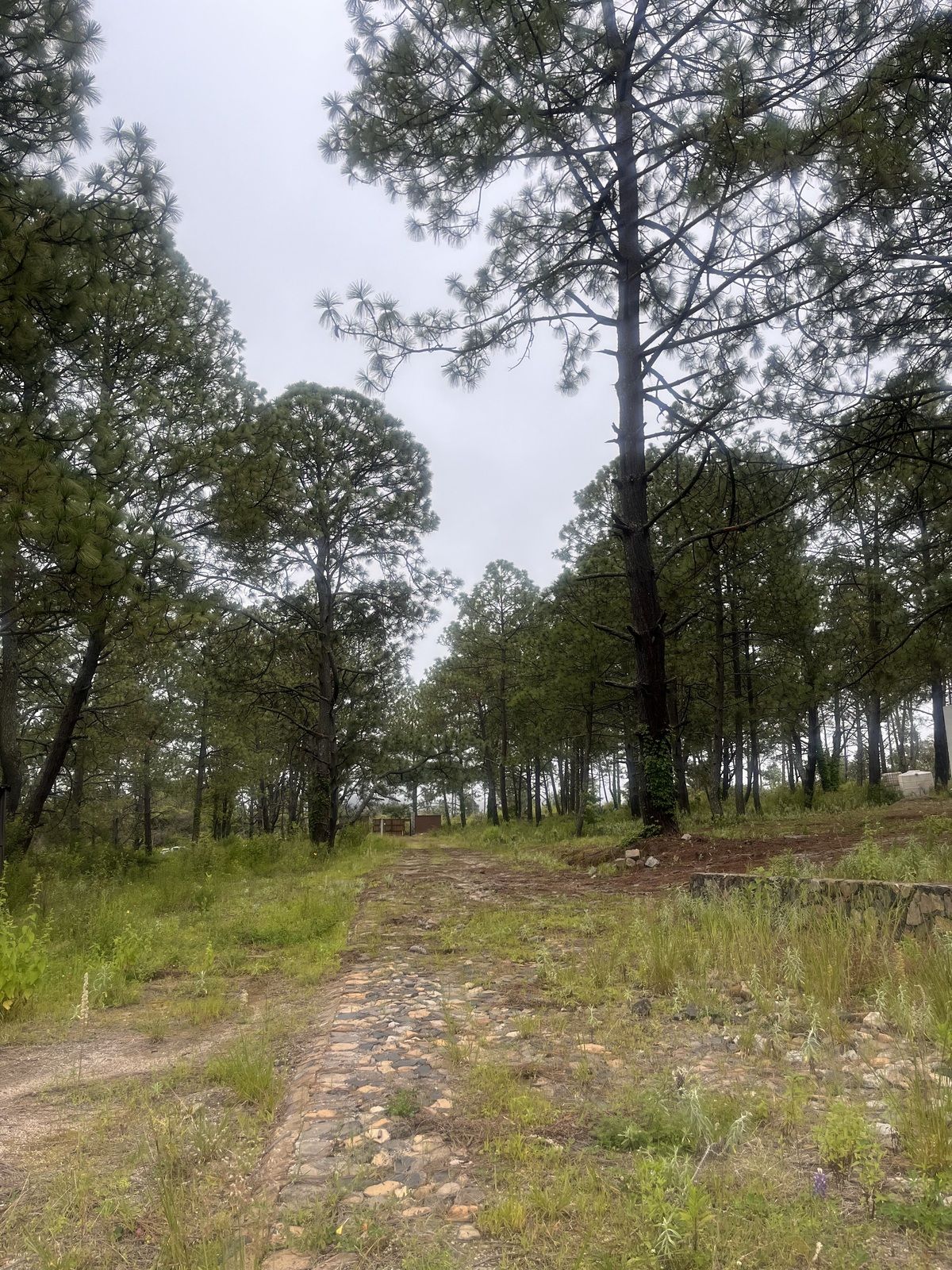 Terreno en Tapalpa, Tapalpa, foto 20 de 27