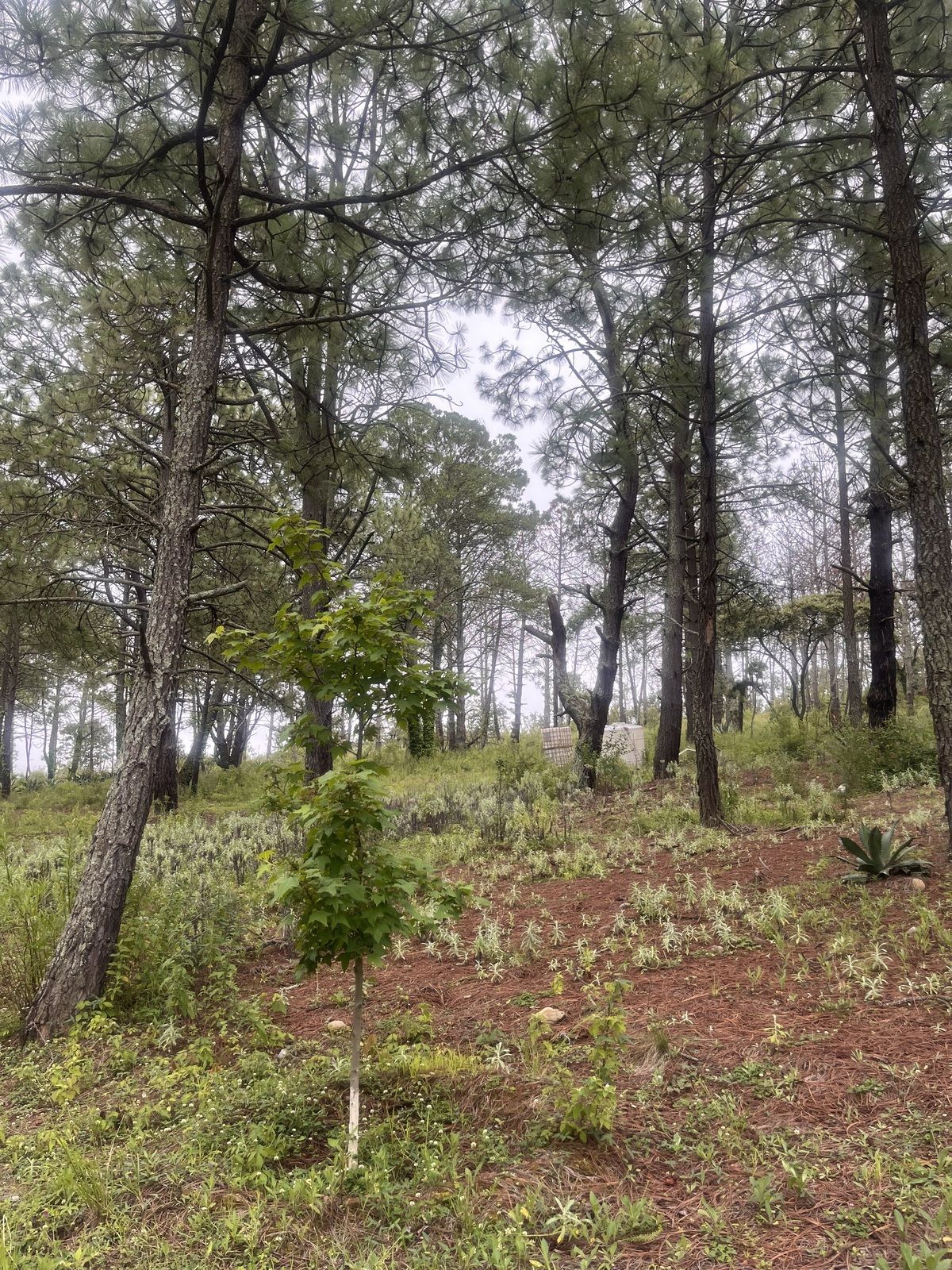 Terreno en Tapalpa, Tapalpa, foto 22 de 27