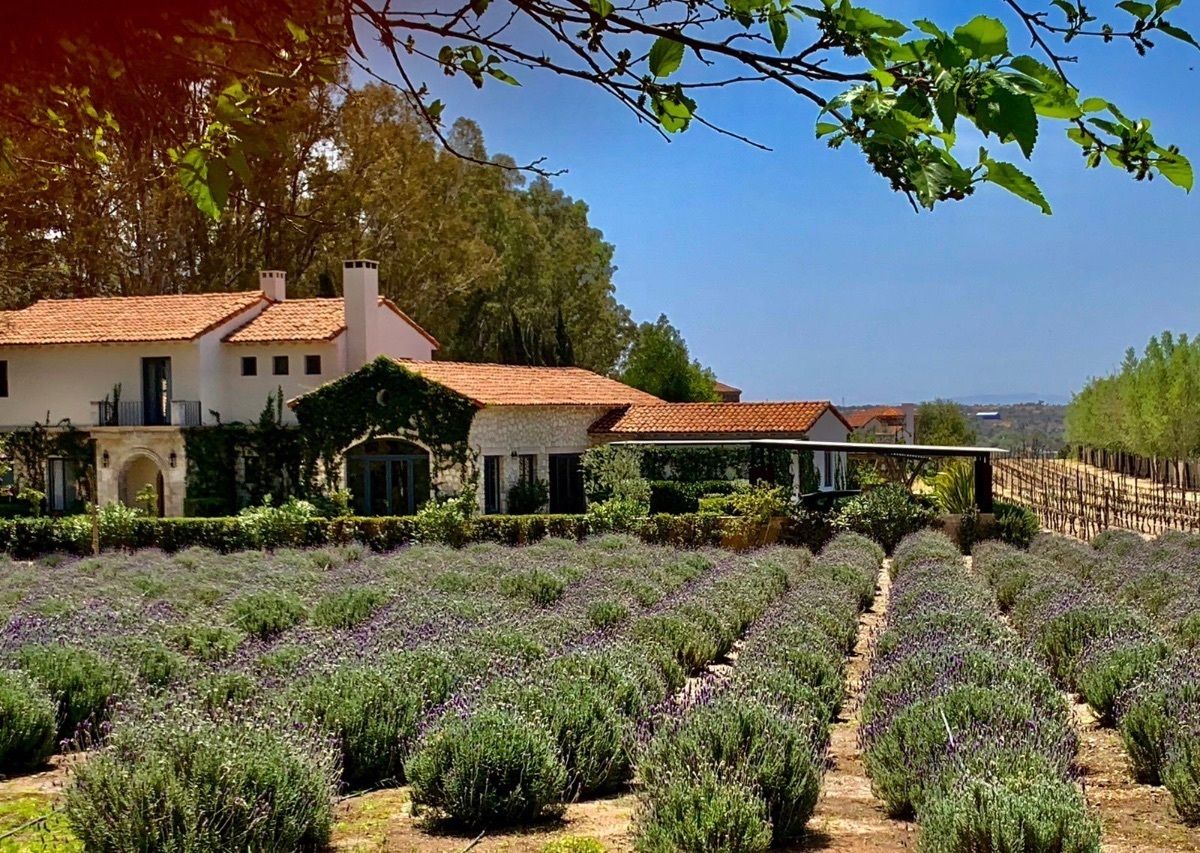VENTA DE TERRENO EN VIÑEDO LA SANTISIMA TRINIDAD - foto 1