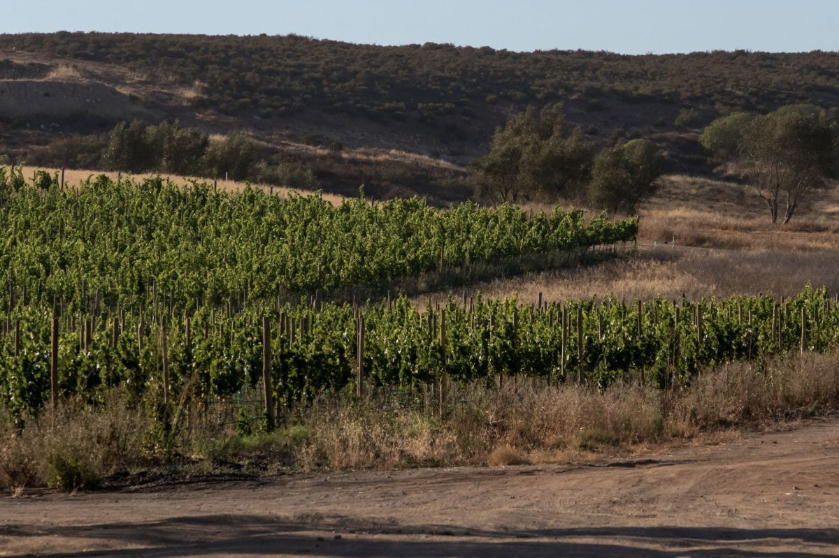4 Hectáreas Valle de Guadalupe Entrada Frente a la Arena