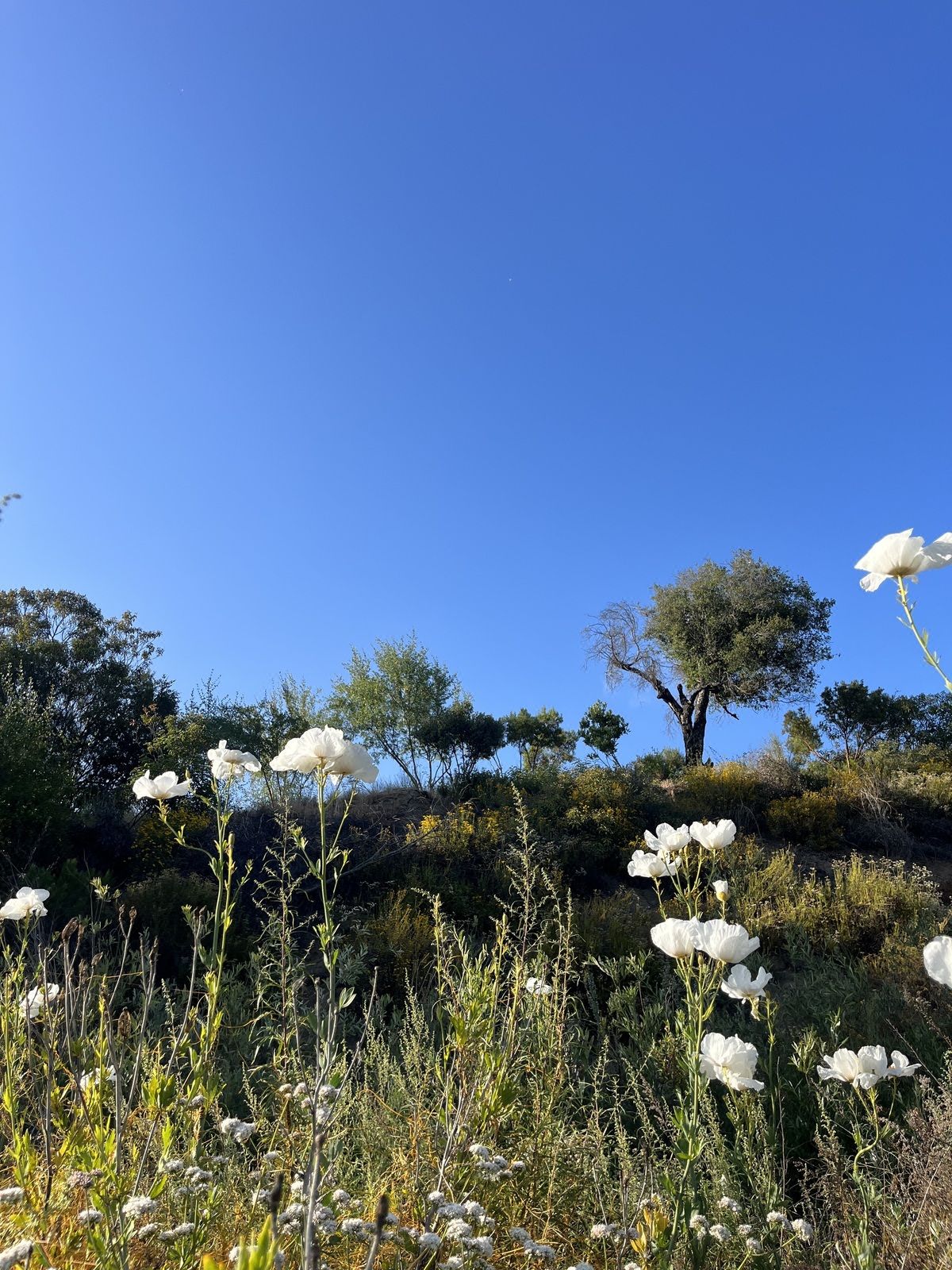 Terreno en comunidad sustentable en Valle de Guadalupe