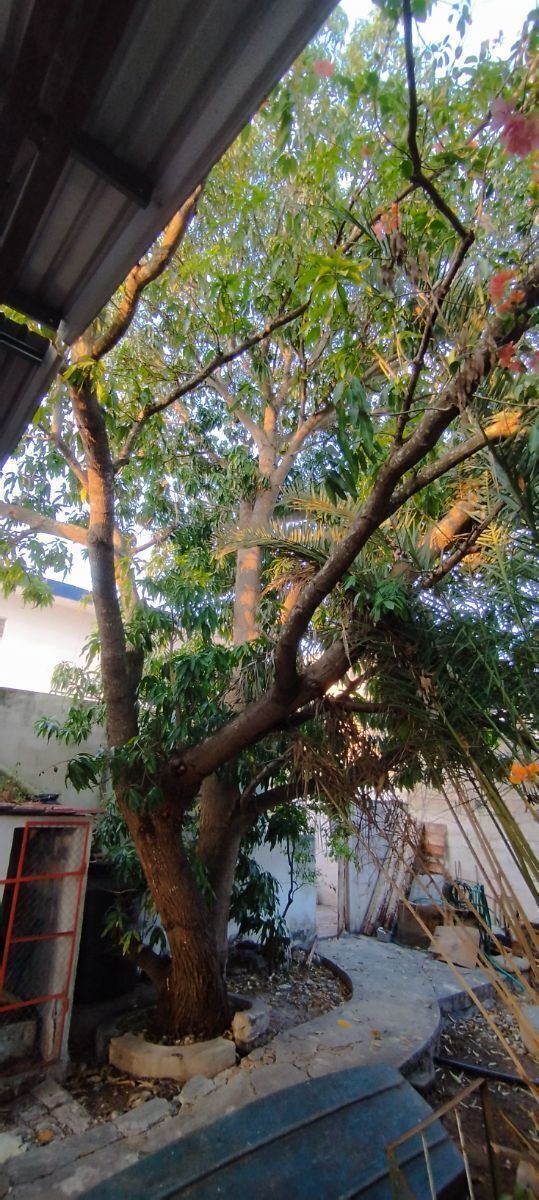 7 de 16: Árbol frutal de mango