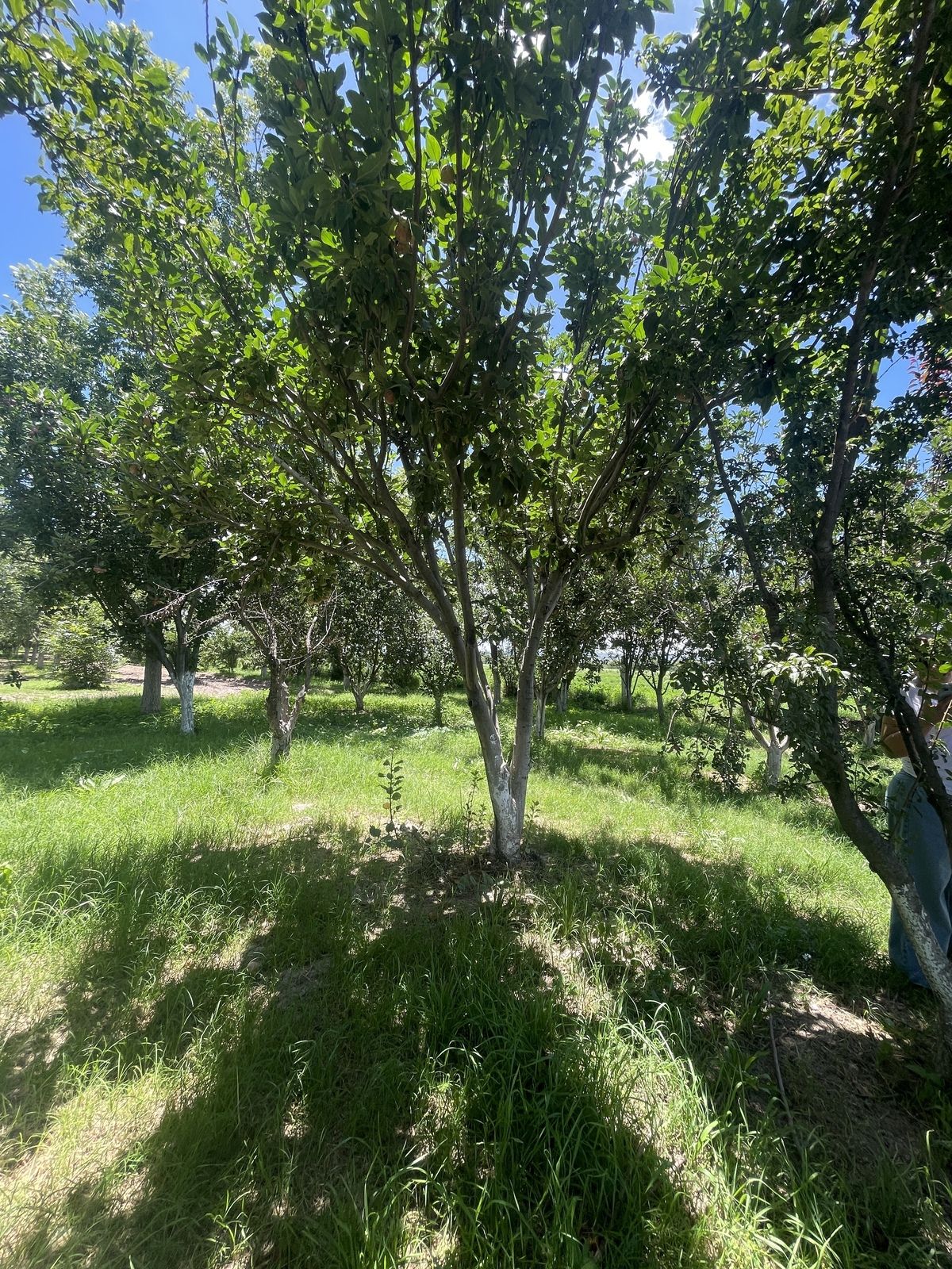 Terrenos Campestres en Venta cercano a Corredor Mezquital