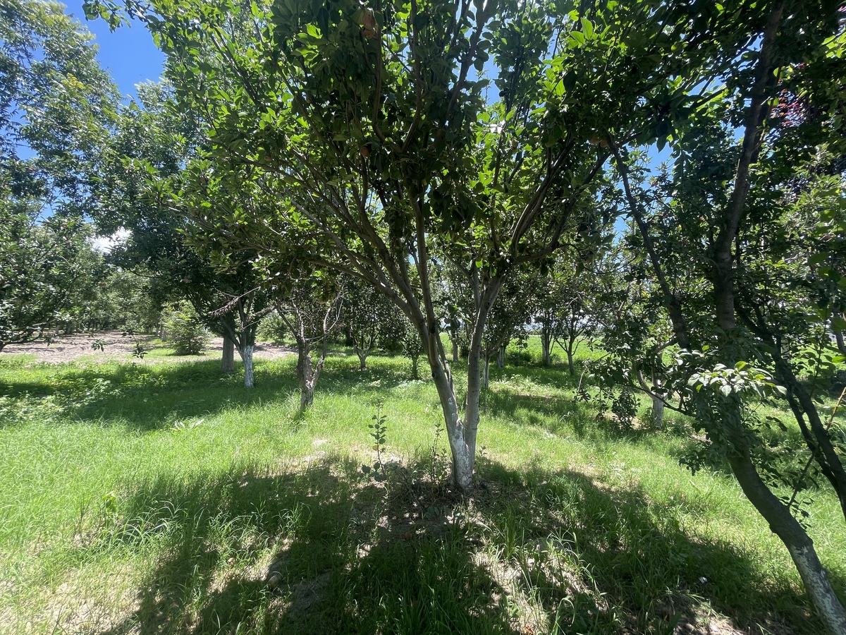 2 de 6