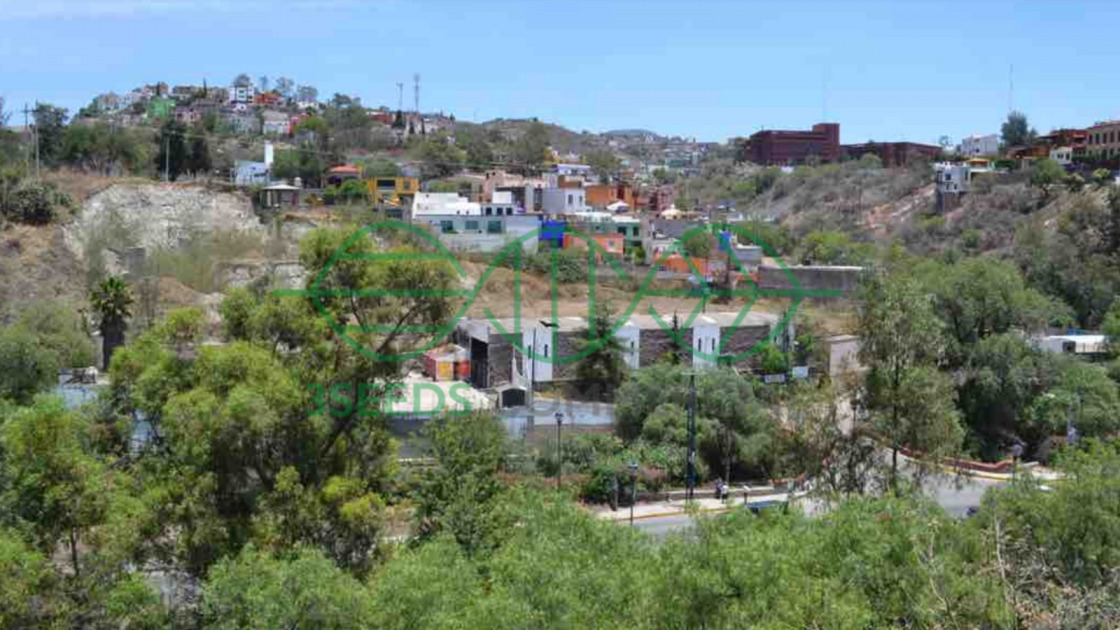 Renta Terreno / Lote Guanajuato Centro - Guanajuato